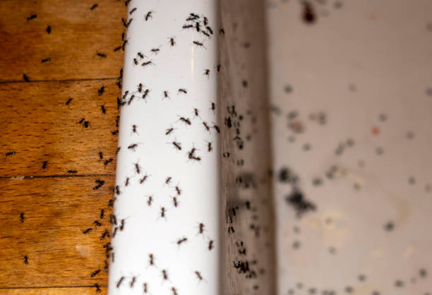 Flea Control Services in Wurtsboro, NY